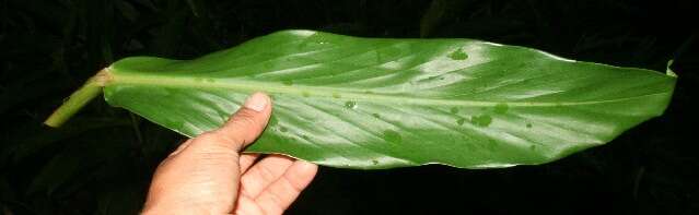 Imagem de Hedychium coronarium J. Koenig