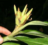 Imagem de Hedychium coronarium J. Koenig