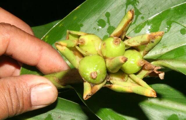 Imagem de Hedychium coronarium J. Koenig