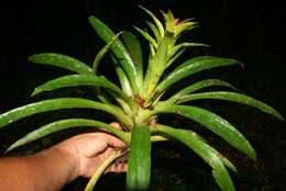 Image of droophead tufted airplant