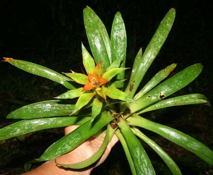 Image of droophead tufted airplant