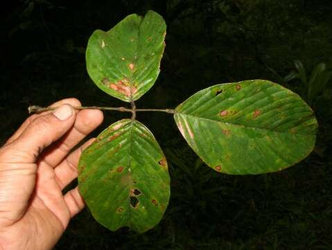 Image of Dioclea malacocarpa Ducke