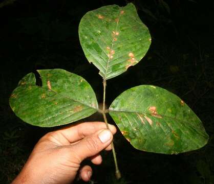 Image of Dioclea malacocarpa Ducke