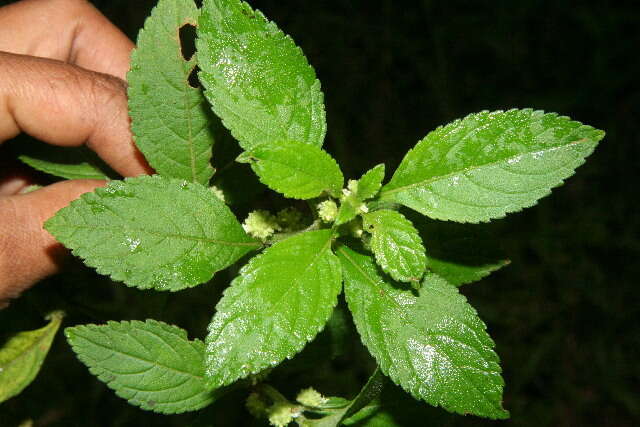 صورة <i>Hyptis obtusifolia</i>