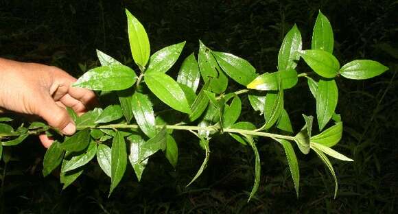 Image of Baccharis trinervis (Lam.) Pers.