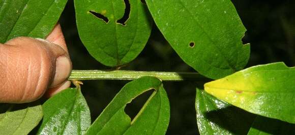 Image of Baccharis trinervis (Lam.) Pers.