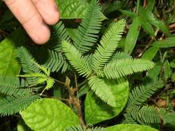 Image of Sensitive Plant