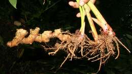 Imagem de Hedychium coronarium J. Koenig