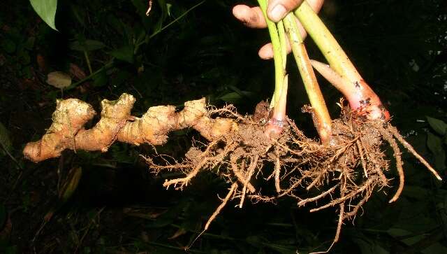 Imagem de Hedychium coronarium J. Koenig