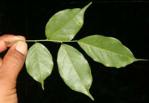 Image de Machaerium arboreum (Jacq.) Vogel