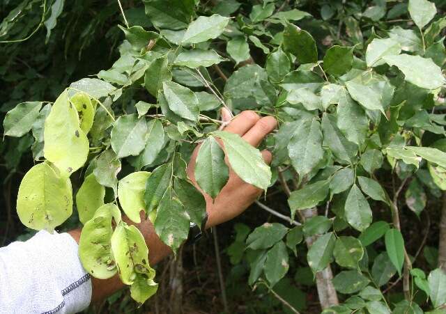 صورة Machaerium arboreum (Jacq.) Vogel