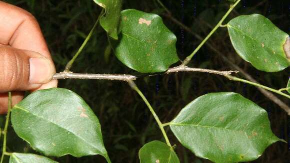 Image de Machaerium arboreum (Jacq.) Vogel