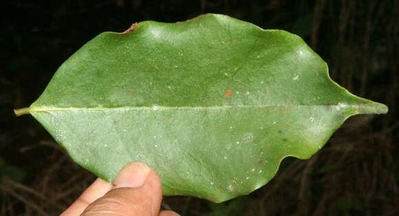 Image de Machaerium arboreum (Jacq.) Vogel