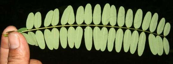 Plancia ëd Stryphnodendron microstachyum Poepp.