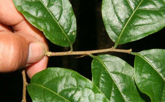 Image of bastard hogberry