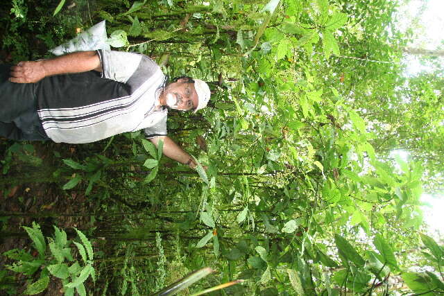 Bertiera (rights holder: Guanacaste Dry Forest Conservation Fund. Daniel H. Janzen. Year: 2010.)