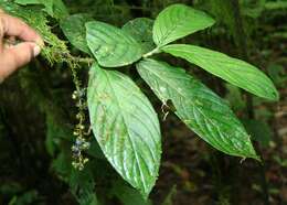 Image of Bertiera bracteosa