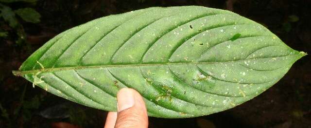 Image of Bertiera bracteosa