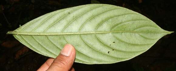 Image of Bertiera bracteosa