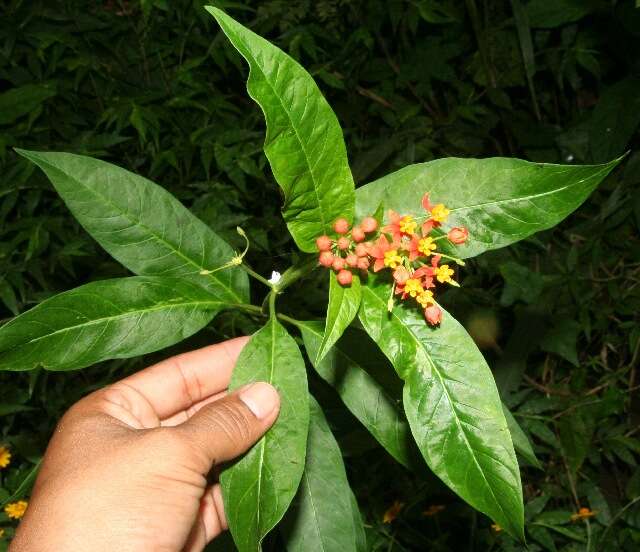 Imagem de Asclepias curassavica L.