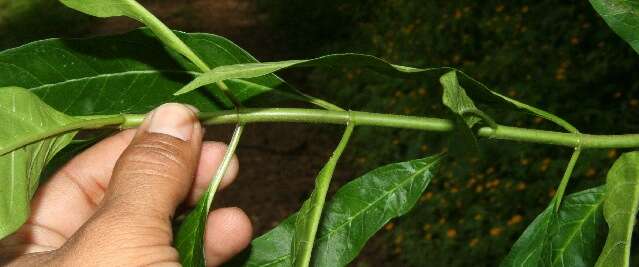 Imagem de Asclepias curassavica L.