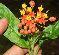 Imagem de Asclepias curassavica L.