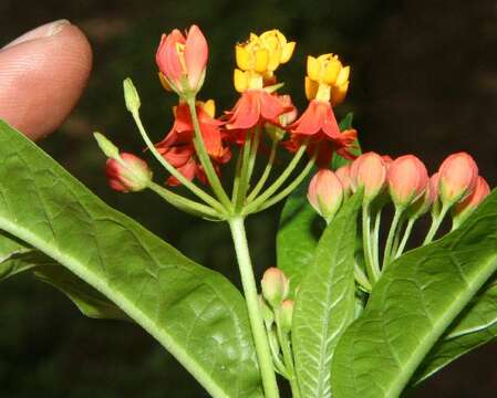 Imagem de Asclepias curassavica L.