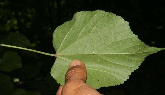 Imagem de Allosidastrum pyramidatum (Cav.) A. Krapov., P. A. Fryxell & D. M. Bates