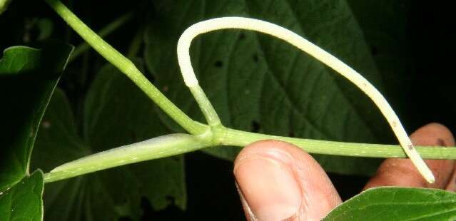 Image of marigold pepper