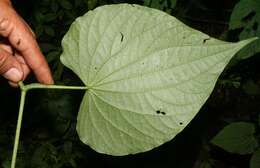 Image of marigold pepper