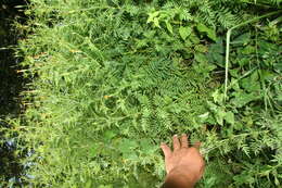 Tagetes tenuifolia Cav. resmi