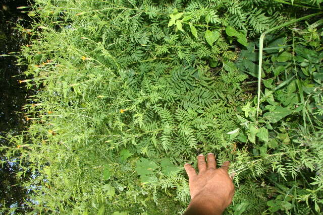 Image of Tagetes tenuifolia Cav.