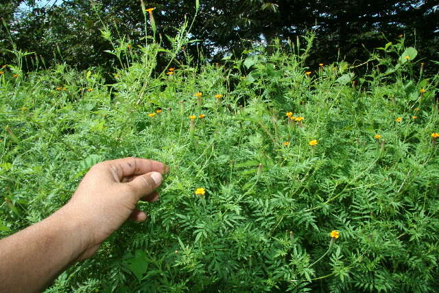 Tagetes tenuifolia Cav. resmi