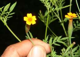 Tagetes tenuifolia Cav. resmi