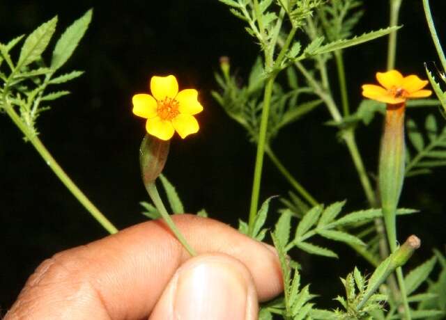 Plancia ëd Tagetes tenuifolia Cav.