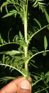 Image of Tagetes tenuifolia Cav.