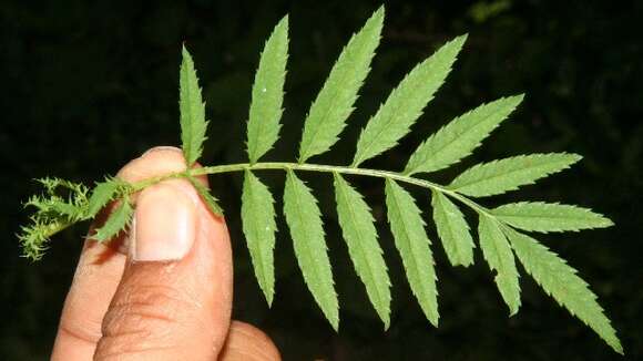 Image of Tagetes tenuifolia Cav.