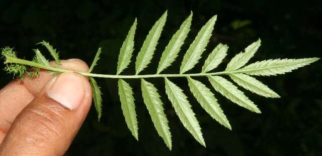 Tagetes tenuifolia Cav. resmi