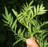 Image of Tagetes tenuifolia Cav.