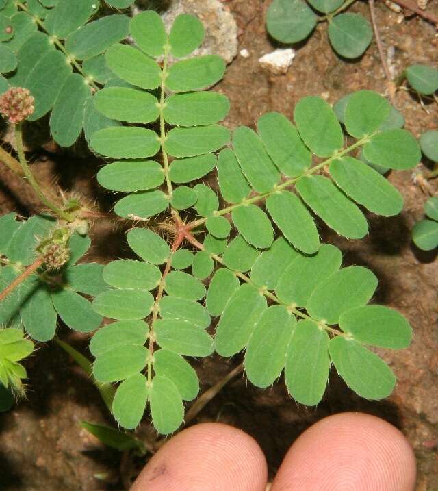 Image of Mimosa skinneri Benth.