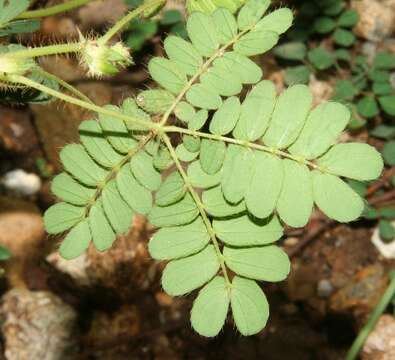 Image of Mimosa skinneri Benth.