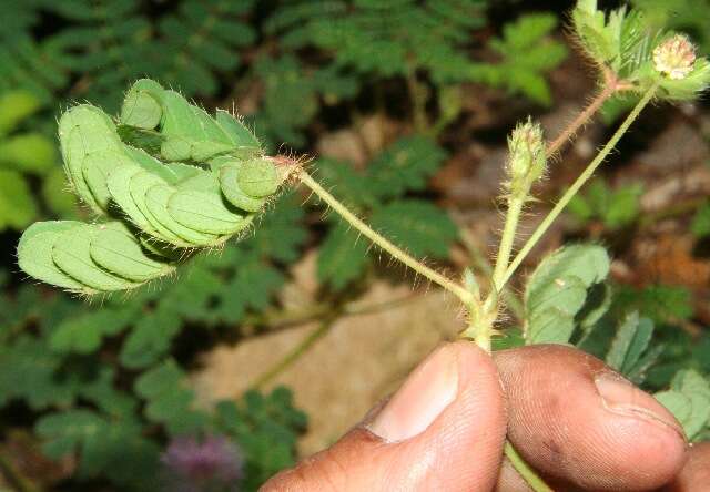 Image of Mimosa skinneri Benth.