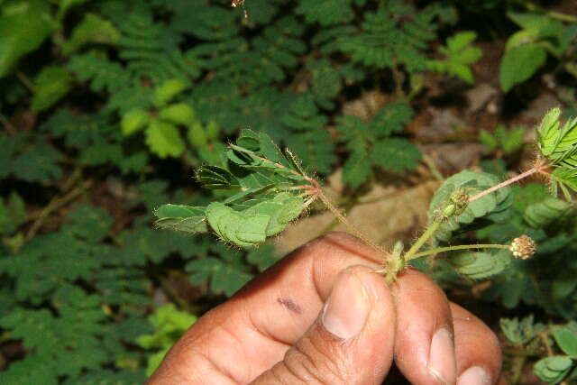 Image of Mimosa skinneri Benth.