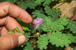 Image of Mimosa skinneri Benth.