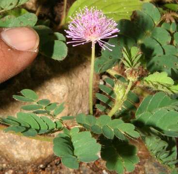 Image of Mimosa skinneri Benth.