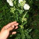 Image of Erechtites hieracifolia