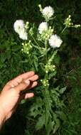 Image of Erechtites hieracifolia