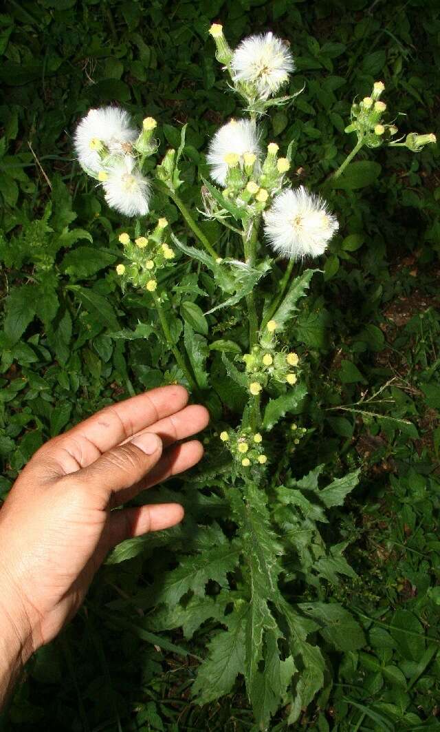 Image of Erechtites hieracifolia