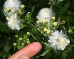 Image of Erechtites hieracifolia