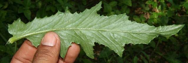 Image of Erechtites hieracifolia